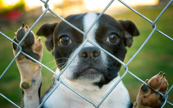 chain link fence with dog peeking from behind in Markham, Ontario