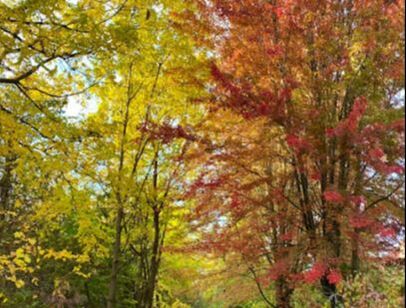 Beautiful trees in the fall in Berczy Village, Markham, Ontario