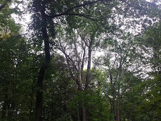 Trees in a forest in Raymerville-Markville East, Markham, Ontario