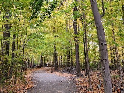 Asphalt pathway lined by tall trees in the fall in Wismer Commons, Markham, Ontario